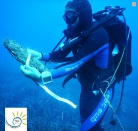 C’è una speranza di salvare le nacchere del Mediterraneo: scoperti ibridi di Pinna nobilis e Pinna rudis