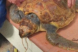 Salvata una tartaruga marina semi-spiaggiata alla Biodola