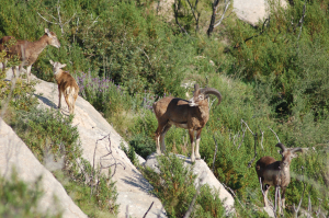 Eradicazione dei mufloni dal Giglio. La LAV: &quot;Il Parco non ha rispettato gli accordi&quot;