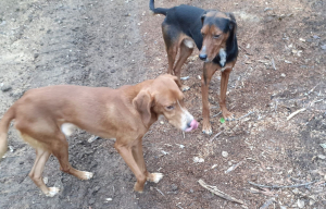 Aiutateci a trovare i proprietari di questi cani