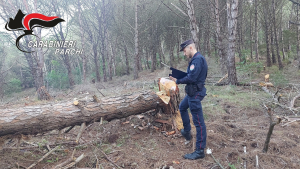 Capoliveri: denunciato dai Carabinieri Forestali per il taglio di piante ad alto fusto senza autorizzazione