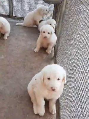 Cuccioli di maremmano abbandonati in cerca di adozione