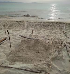 Due nidi di Tartaruga sulla Spiaggia di Cala San Giovanni e Pianosa: una missione e un’emozione