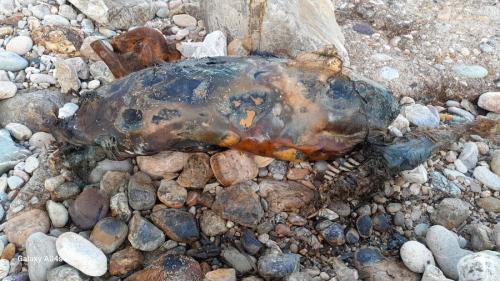 Carcassa di un raro cetaceo (probabilmente uno zifio) spiaggiata a Cala Seregola