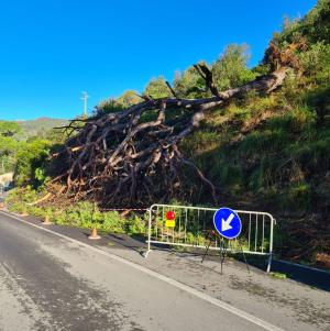 Un grosso pino crolla sulla Provinciale per Rio Marina