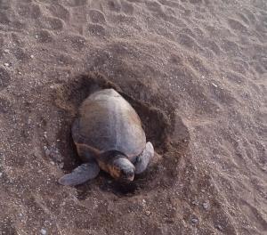 Rio Marina, una tartaruga tenta la nidificazione sulla spiaggia del Sasso