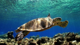 Una insensibilità sterminata...come il mare