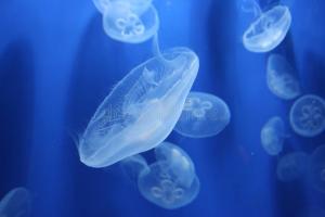 Pillole di Scienza (10) - Le meduse del Mare Nostrum