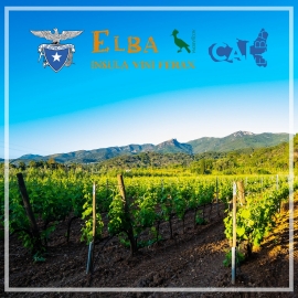 &quot;Elba insula vini ferax, il vino fra innovazione e tradizione&quot; - il 12 settembre escursione all&#039;Acquabona