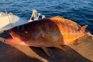 Il super-sbirro: una cattura record in acque elbane