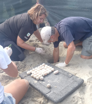 Molte uova ma nessuna schiusa nei due nidi “problematici” di Marciana Marina e Marina di Campo