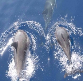 L&#039;Area Marina Protetta sempre più vicina: Senato chiede la tutela del 30% del mare