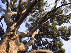 I Pini di San Giovanni e il Regolamento del Verde