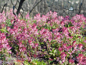 Forza della natura: steso un tappeto di fiori sulle ceneri dell&#039;incendio