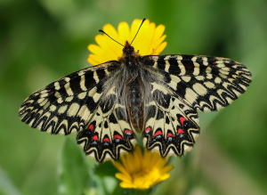 Fotonotizia: bentornata Zerynthia cassandra, la farfalla di San Piero