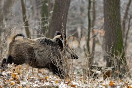 Danni da fauna selvatica nelle riserve naturali, via al risarcimento