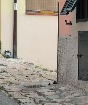 Doni mattutini e buche in centro storico