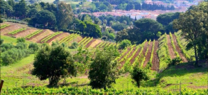 L’8 dicembre torna la Festa d’Inverno: passeggiata da Mola all’Azienda Agricola Arrighi