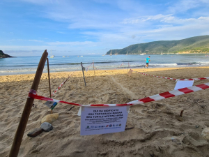 E&#039; sempre più &quot;l&#039;Isola delle Tartarughe&quot;. Un&#039;altra nidificazione a Lacona