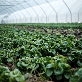 Biologico e agroambientale, pubblicati i bandi per presentare domande di aiuto