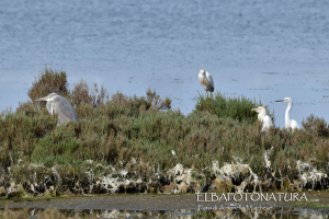 Un  &quot;convegno&quot;  di specie alate nella laguna di San Giovanni, preziosa per la biodiversità