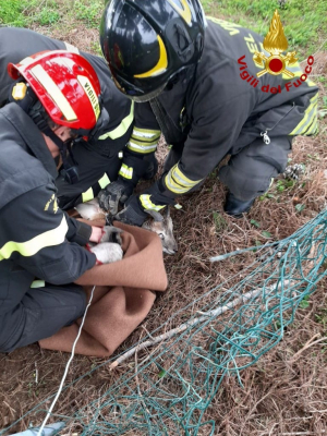 I Vigili del Fuoco salvano un cucciolo di muflone caduto in una trappola