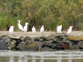 Aironi guardabuoi in sosta alle Saline