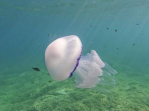 Sempre più meduse lungo la costa toscana, Arpat: ecco come segnalarle