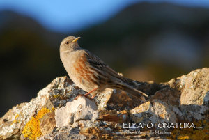 Il Volterraio con “Elba Foto Natura” all&#039;Università del Tempo Libero