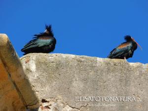 Ibis sugli antichi bastioni di Portoferraio