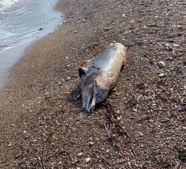 Fotonotizia: carcassa di delfino spiaggiata a Le Viste