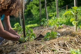 Un’agricoltura a prova di ambiente: in arrivo bandi da 20 milioni di euro