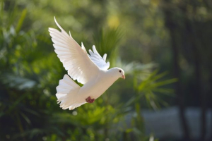 La pace dei cimiteri