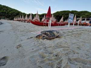 Tartarughe marine all’Elba: nuovo nido a Fetovaia e a Galenzana sono nate altre 17 tartarughine