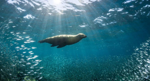 La Foca monaca continua a frequentare l’Isola di Capraia