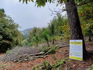 Progetto di restauro ecologico e paesaggistico dei castagneti di Marciana, un aggiornamento