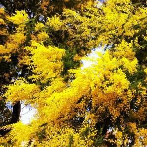 CAI: Domenica escursione a Calamita alla scoperta delle Mimose in Fiore