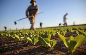 Economia rurale, al via bando da 4,8 milioni per progetti di rigenerazione