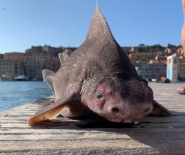 Il pesce-suino emerso dagli abissi