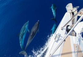 Delfini liberi nel mare dell&#039;Elba: l&#039;approccio con l&#039;uomo  