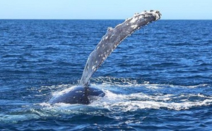 Un’inaspettata chiacchierata sui giganti del mare: le megattere