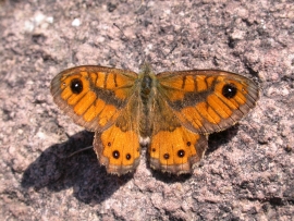 13 febbraio - &quot;Osservare, raccogliere, schedare: volontari naturalisti cercasi&quot;