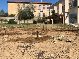 Alle radici della viticoltura elbana: piantare una vigna per tramandare le tradizioni