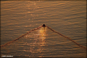 Controluce - Il quindicesimo scatto premiato per il concorso &quot;La Foto della Settimana&quot; è di Cheti Soldani