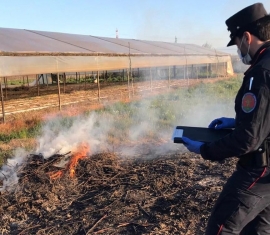 Informazioni sulla corretta gestione di sfalci e potature e sulla corretta combustione degli stessi