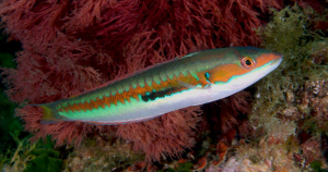 A Sciambere del Pesce d&#039;Aprile Pianosino