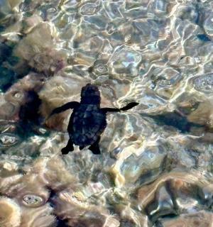 Tartarughe marine: grosse sorprese dai nidi di Pianosa