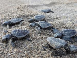 Stop al monitoraggio delle tracce di tartarughe marine, comincia quello delle nascite