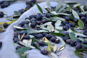 Gli studenti del Cerboni in visita all’Azienda Agricola Sabatinaccia partecipano alla raccolta delle olive