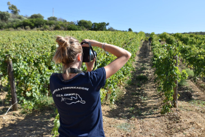 Gli studenti del “Cerboni” a Montefabbrello per la vendemmia dell’Ansonica